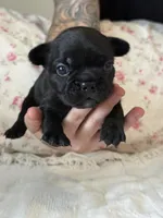 Luna, a female French Bulldog for sale in Lincolnton, NC – 4 of 4