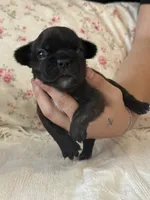 Bear, a female French Bulldog for sale in Lincolnton, NC – 2 of 5