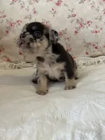 Stella, a female French Bulldog for sale in Lincolnton, NC – 5 of 8