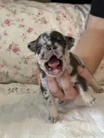 Stella, a female French Bulldog for sale in Lincolnton, NC – 3 of 8
