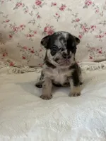 Stella, a female French Bulldog for sale in Lincolnton, NC – 7 of 8
