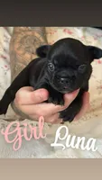 Luna, a female French Bulldog for sale in Lincolnton, NC – 2 of 4