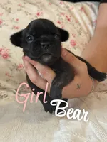 Bear, a female French Bulldog for sale in Lincolnton, NC – 1 of 5