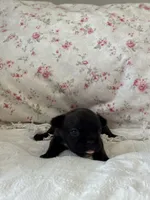 Bear, a female French Bulldog for sale in Lincolnton, NC – 4 of 5