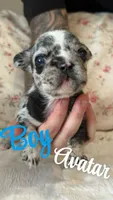 Avatar, a male French Bulldog for sale in Lincolnton, NC – 4 of 4