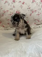 Stella, a female French Bulldog for sale in Lincolnton, NC – 8 of 8