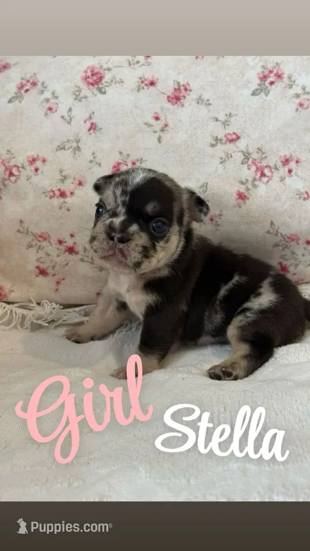 Stella – French Bulldog puppy for sale in Lincolnton, NC