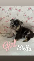 Stella, a female French Bulldog for sale in Lincolnton, NC – 1 of 8