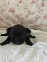 Bear, a female French Bulldog for sale in Lincolnton, NC – 5 of 5