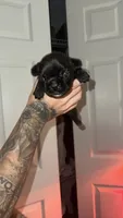 Luna, a female French Bulldog for sale in Lincolnton, NC – 3 of 4