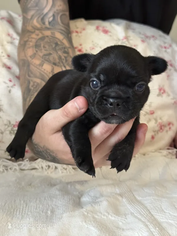 Luna – French Bulldog puppy for sale in Lincolnton, NC