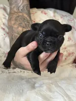 Luna, a female French Bulldog for sale in Lincolnton, NC – 1 of 4