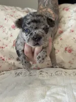 Mabel, a female French Bulldog for sale in Lincolnton, NC – 2 of 4