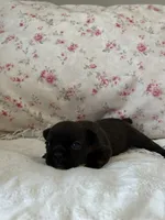 Bear, a female French Bulldog for sale in Lincolnton, NC – 3 of 5