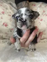 Avatar, a male French Bulldog for sale in Lincolnton, NC – 1 of 4