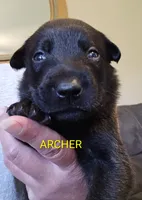Archer, a male Belgian Malinois for sale in Wonder Lake, IL – 3 of 6