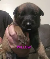 Willow, a female Belgian Malinois for sale in Wonder Lake, IL – 3 of 5