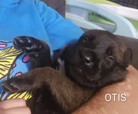 Otis, a male Belgian Malinois for sale in Wonder Lake, IL – 2 of 4