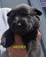 Archer, a male Belgian Malinois for sale in Wonder Lake, IL – 2 of 6