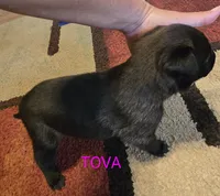 Tova, a female Belgian Malinois for sale in Wonder Lake, IL – 4 of 5