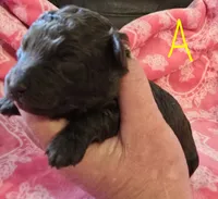 Teddy , a male Poodle - Toy  for sale in Wonder Lake, IL – 2 of 8