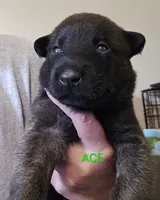 Ace, a male Belgian Malinois for sale in Wonder Lake, IL – 5 of 7