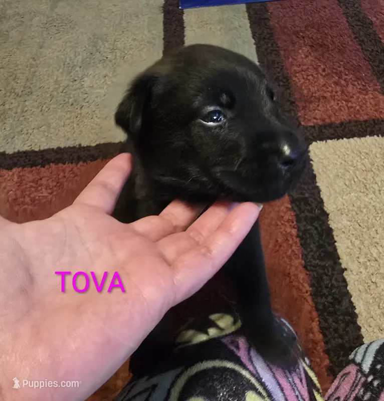 Tova – Belgian Malinois puppy for sale in Wonder Lake, IL