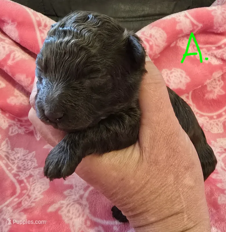 Teddy  – Poodle - Toy  puppy for sale in Wonder Lake, IL