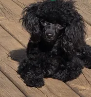 Reese, a male Poodle - Toy  for sale in Wonder Lake, IL – 7 of 8