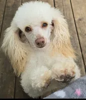Teddy , a male Poodle - Toy  for sale in Wonder Lake, IL – 6 of 8