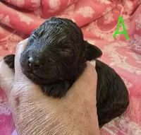 Teddy , a male Poodle - Toy  for sale in Wonder Lake, IL – 7 of 8