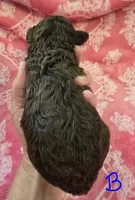 Reese, a male Poodle - Toy  for sale in Wonder Lake, IL – 5 of 8
