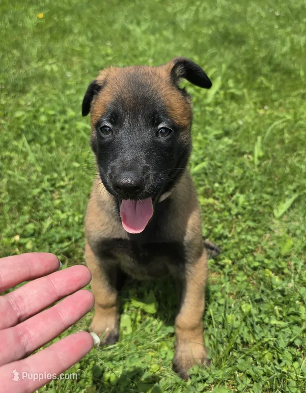 Willow – Belgian Malinois puppy for sale in Wonder Lake, IL