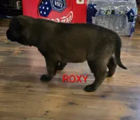 Roxy, a female Belgian Malinois for sale in Wonder Lake, IL – 3 of 5