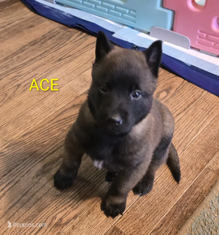 Ace – Belgian Malinois puppy for sale in Wonder Lake, IL