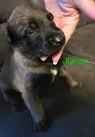Ranger, a male Belgian Malinois for sale in Wonder Lake, IL – 2 of 4