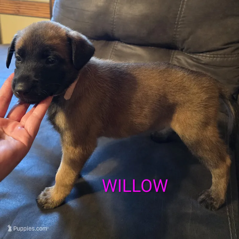 Willow – Belgian Malinois puppy for sale in Wonder Lake, IL