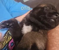 Otis, a male Belgian Malinois for sale in Wonder Lake, IL – 4 of 4