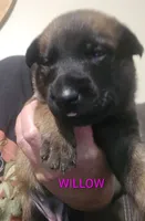 Willow, a female Belgian Malinois for sale in Wonder Lake, IL – 2 of 5