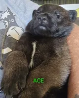 Ace, a male Belgian Malinois for sale in Wonder Lake, IL – 6 of 7