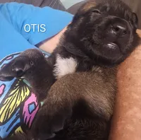 Otis, a male Belgian Malinois for sale in Wonder Lake, IL – 3 of 4