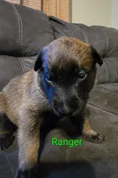 Ranger, a male Belgian Malinois for sale in Wonder Lake, IL – 3 of 4
