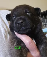 Ace, a male Belgian Malinois for sale in Wonder Lake, IL – 4 of 7