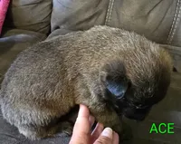 Ace, a male Belgian Malinois for sale in Wonder Lake, IL – 3 of 7