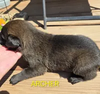 Archer, a male Belgian Malinois for sale in Wonder Lake, IL – 6 of 6