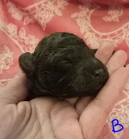 Reese, a male Poodle - Toy  for sale in Wonder Lake, IL – 4 of 8
