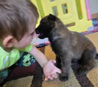 Roxy, a female Belgian Malinois for sale in Wonder Lake, IL – 4 of 5