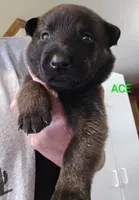 Ace, a male Belgian Malinois for sale in Wonder Lake, IL – 2 of 7