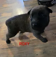 Roxy, a female Belgian Malinois for sale in Wonder Lake, IL – 5 of 5