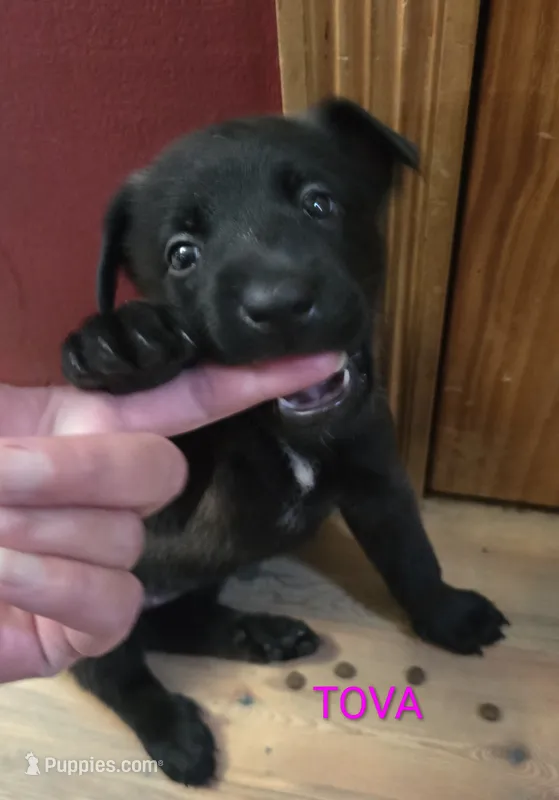 Tova – Belgian Malinois puppy for sale in Wonder Lake, IL